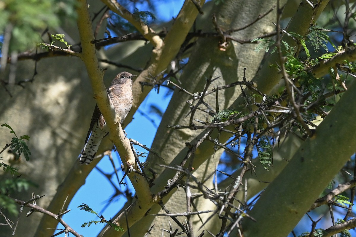 Klaas's Cuckoo - Marcelina Poddaniec