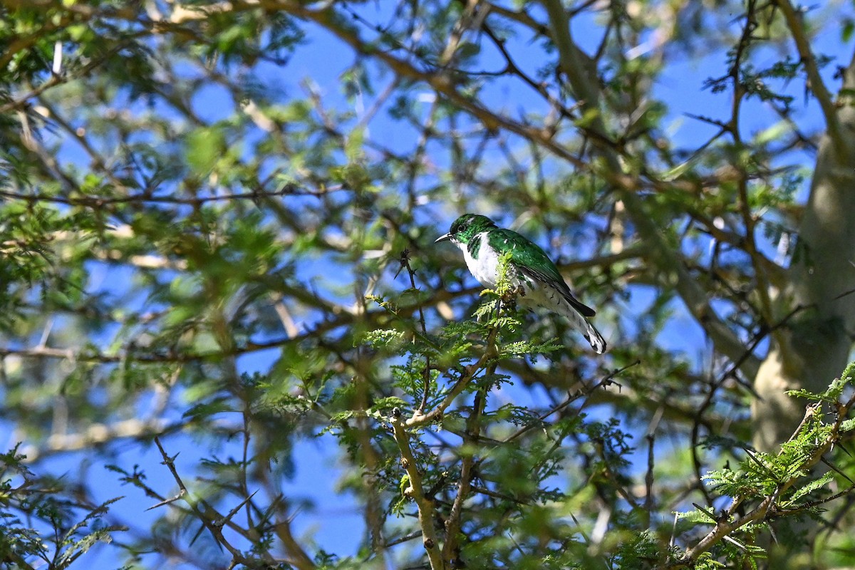 Klaas's Cuckoo - Marcelina Poddaniec