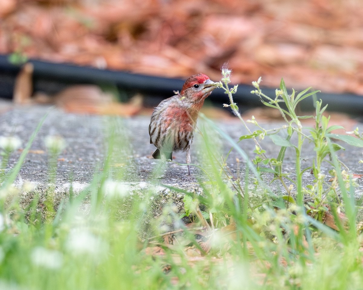 House Finch - ML619522058