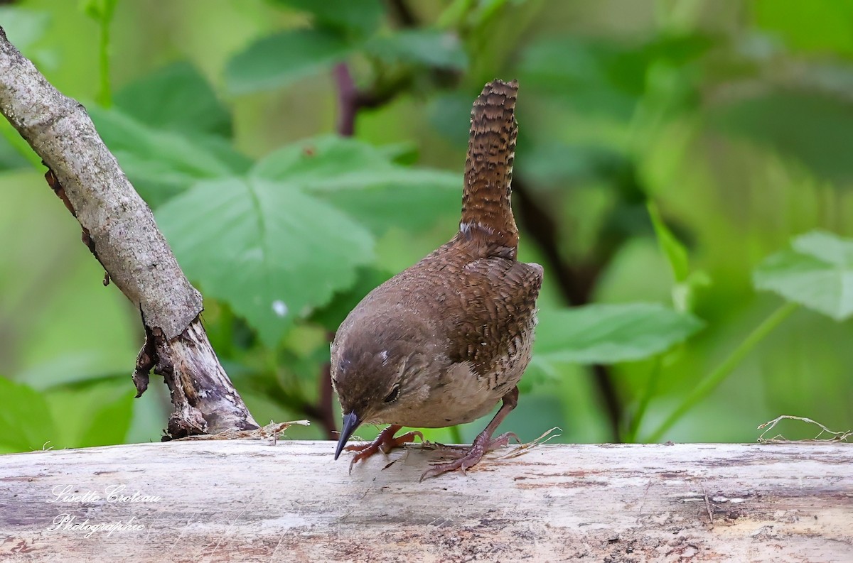 House Wren - Lisette Croteau