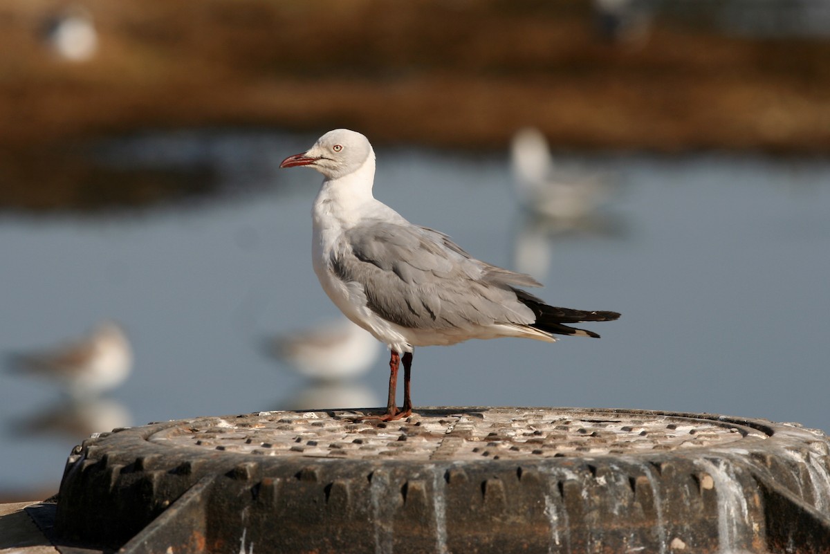 Gray-hooded Gull - Neil Wright