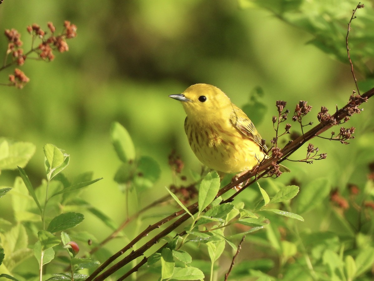 Yellow Warbler - Nancy VanCott