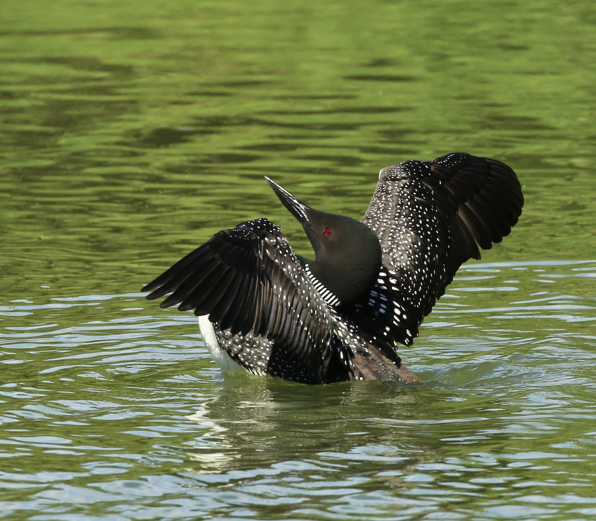 Common Loon - Lucinda Mullins