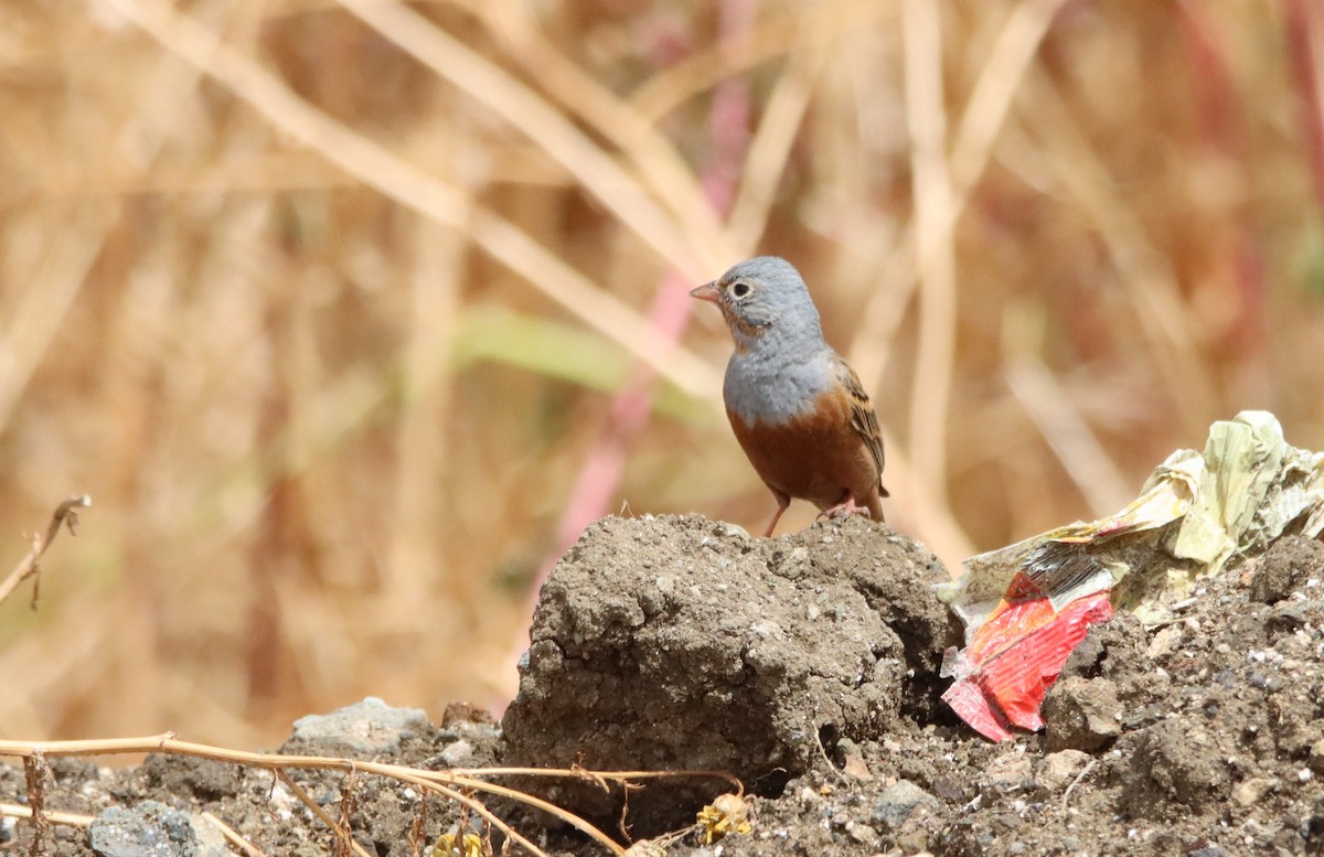 Cretzschmar's Bunting - ML619522076