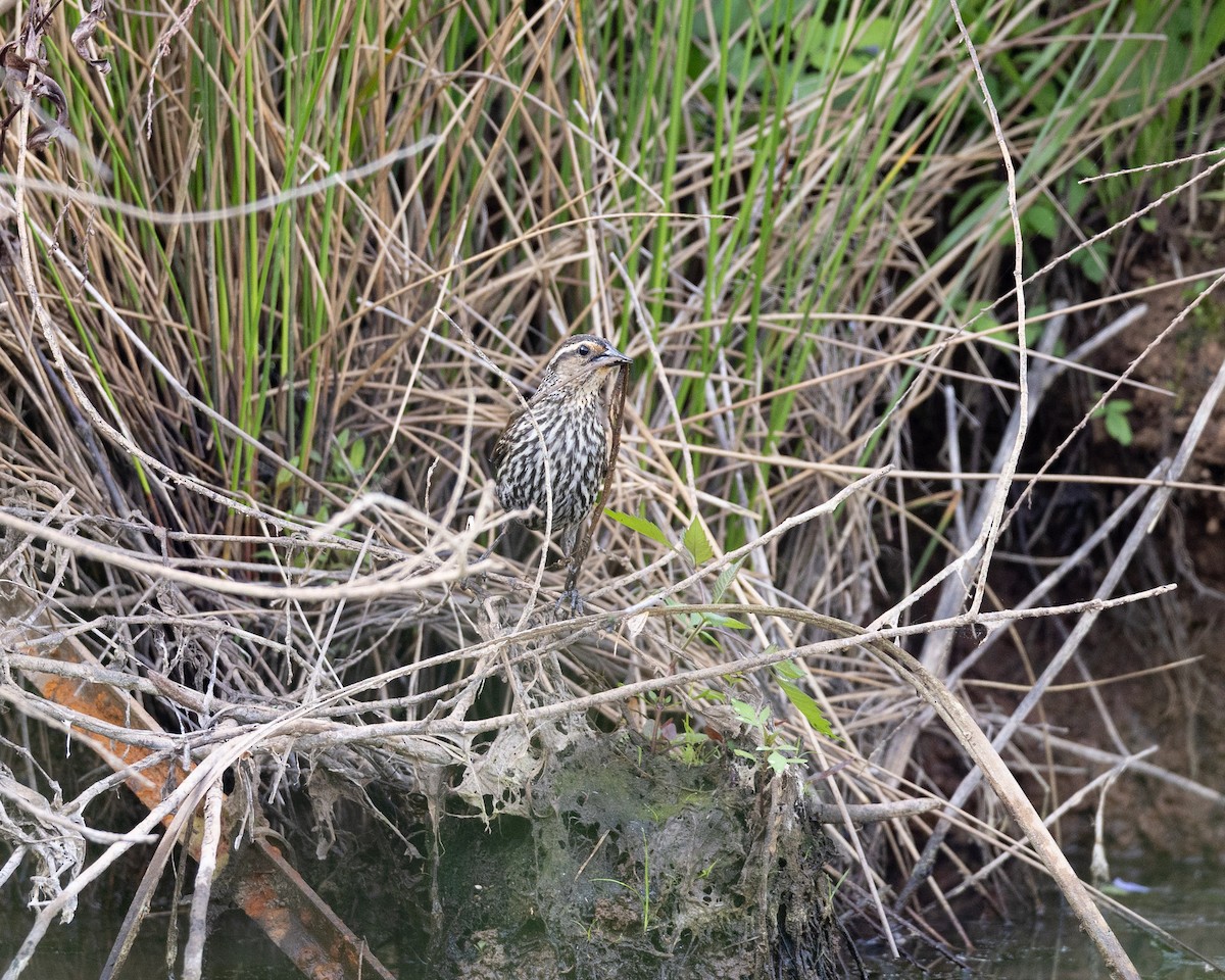 Red-winged Blackbird - ML619522080