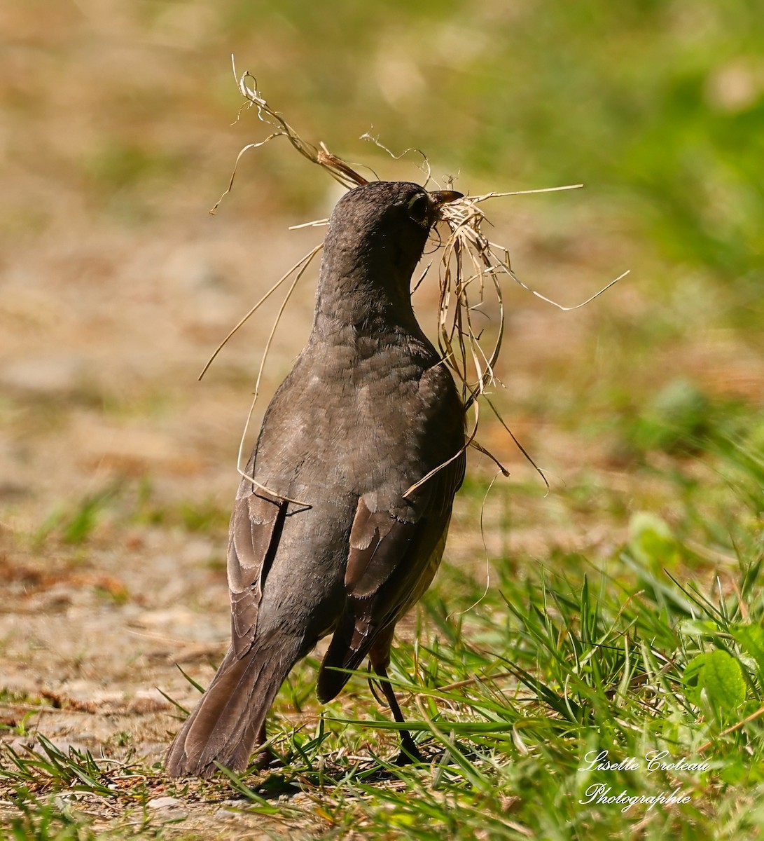 American Robin - Lisette Croteau