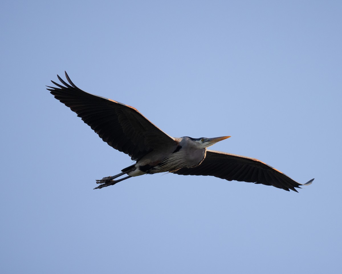 Garza Azulada - ML619522083