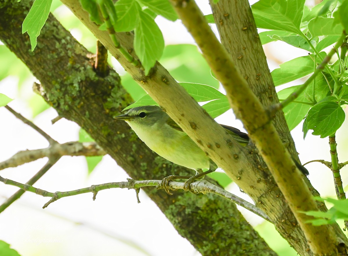 Tennessee Warbler - Lisette Croteau