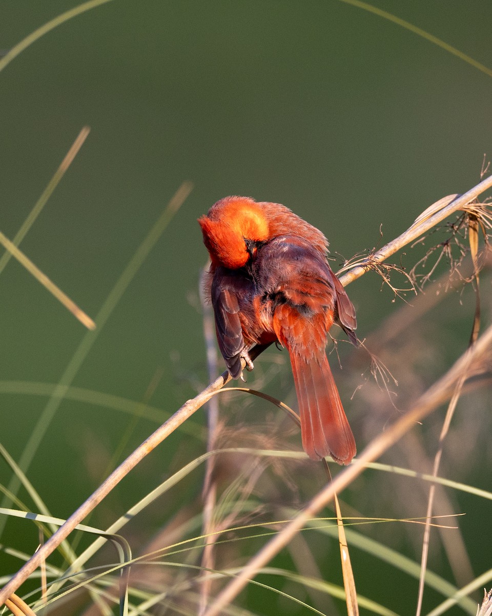 Cardinal rouge - ML619522086