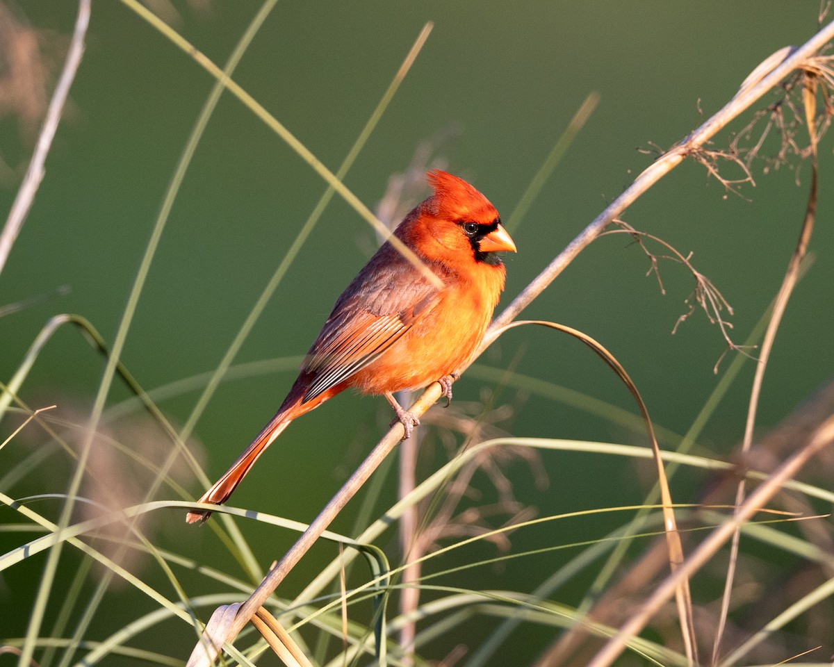 Cardinal rouge - ML619522087