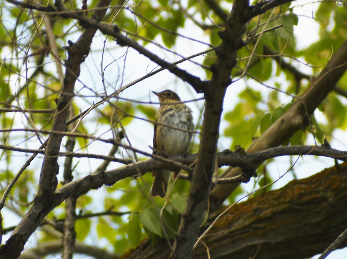 Swainson's Thrush - ML619522088