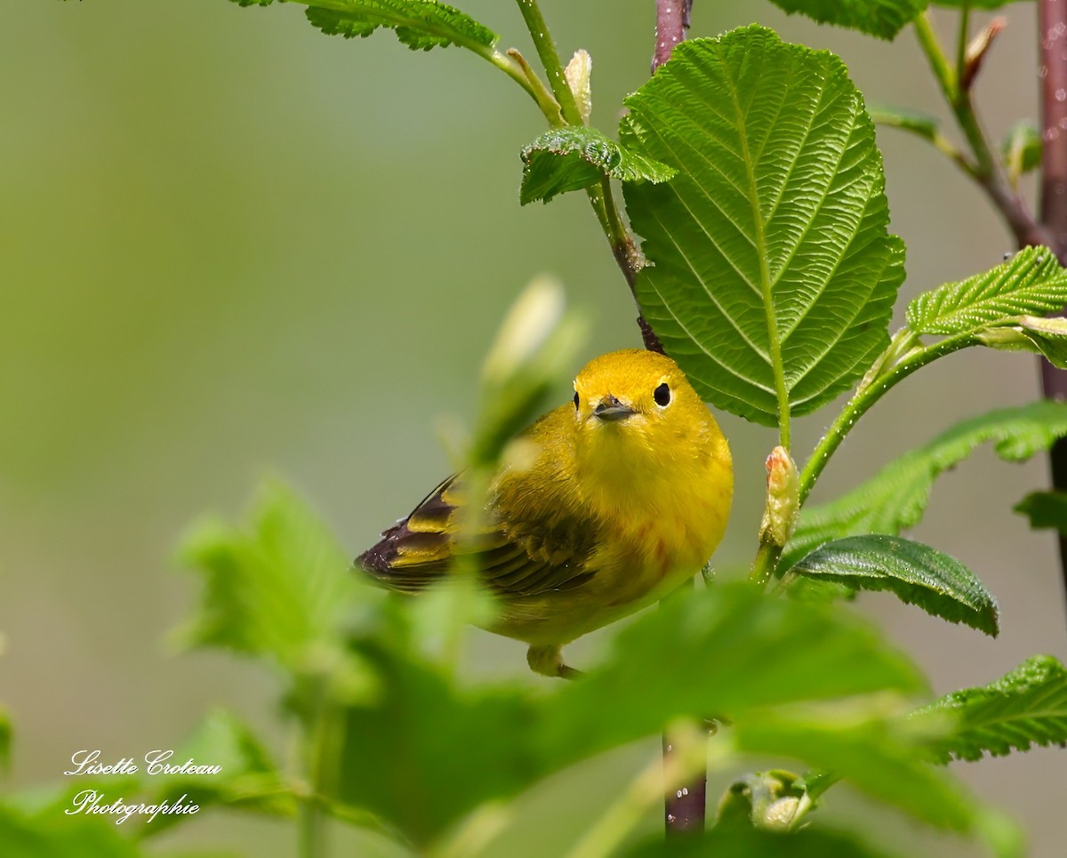 Yellow Warbler - Lisette Croteau