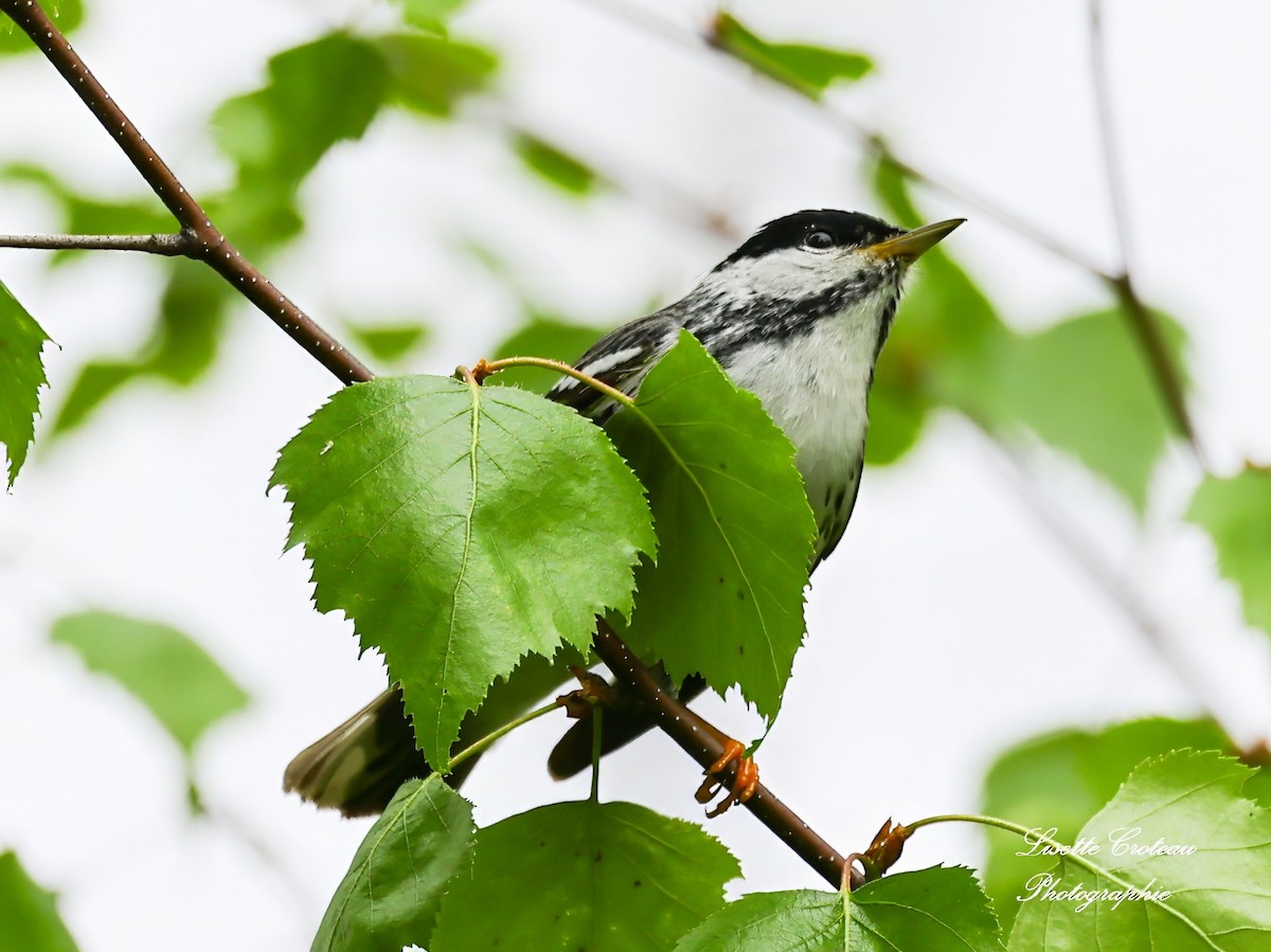 Blackpoll Warbler - Lisette Croteau