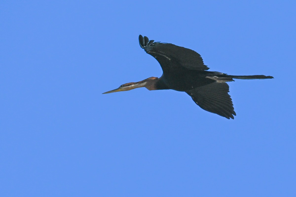 African Darter - Marcelina Poddaniec