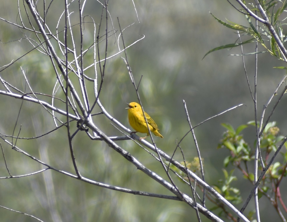 Yellow Warbler - Gregory Byron