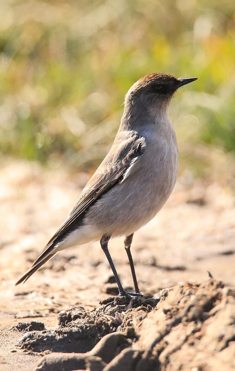 Dark-faced Ground-Tyrant - Elías Marín