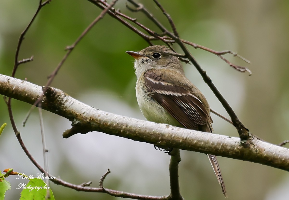 Least Flycatcher - Lisette Croteau