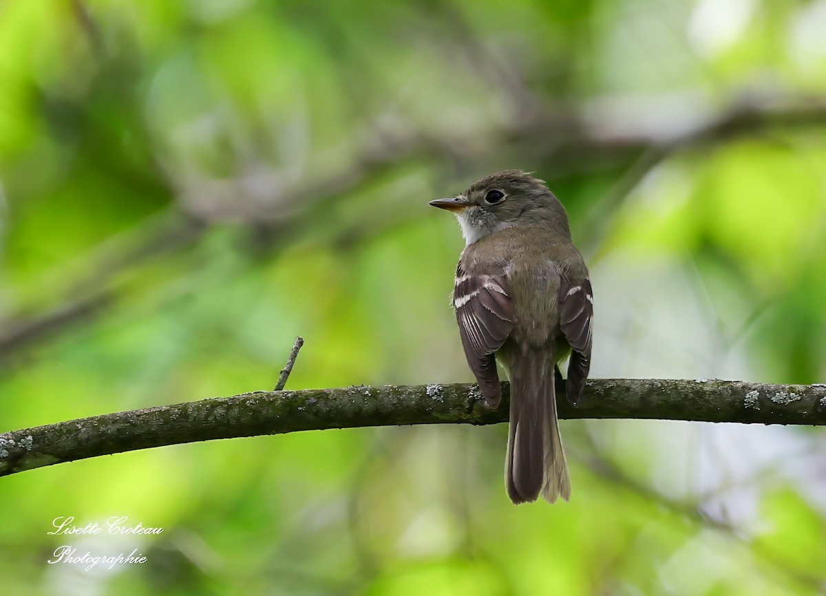 Least Flycatcher - Lisette Croteau