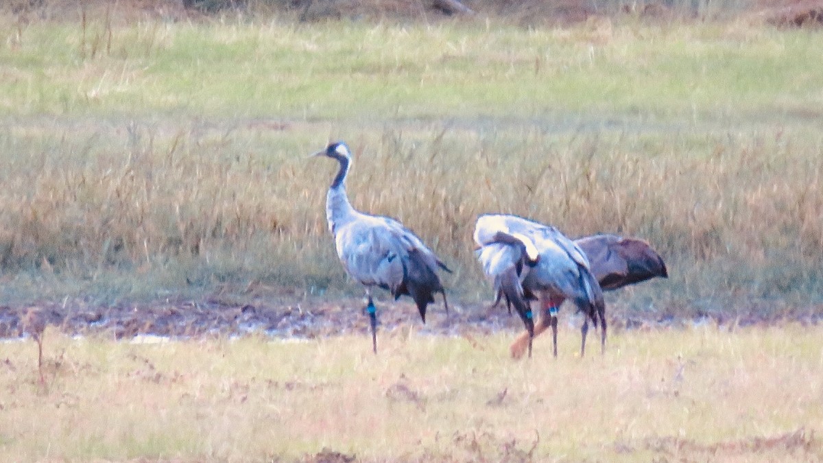 Common Crane - Mark Hancock