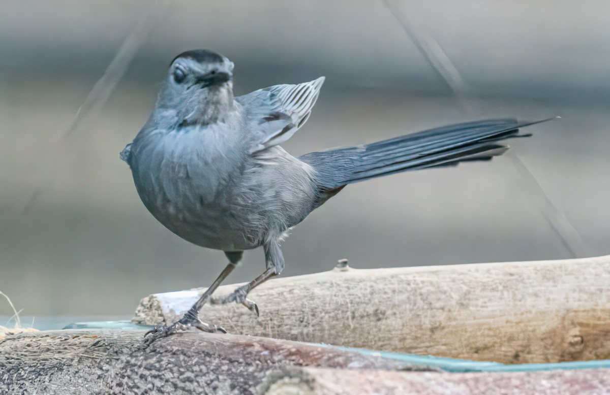 Gray Catbird - Bert Filemyr