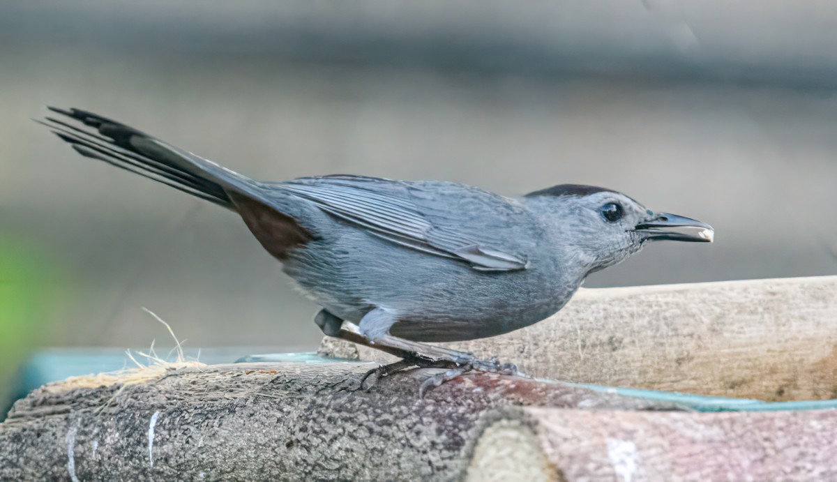 Gray Catbird - Bert Filemyr