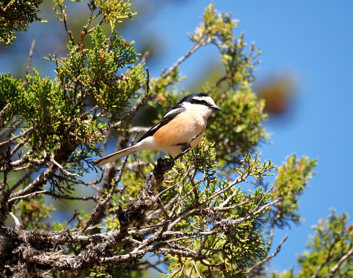 Masked Shrike - ML619522114