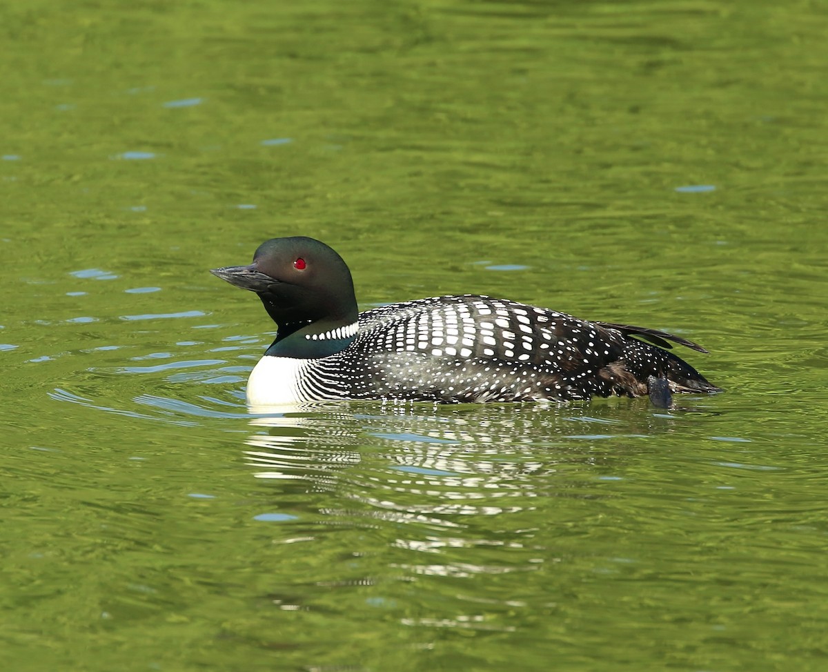 Common Loon - Lucinda Mullins