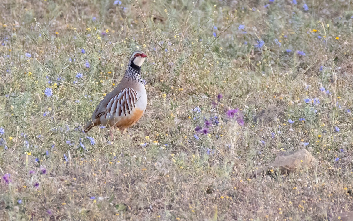 Red-legged Partridge - Andrés  Rojas Sánchez