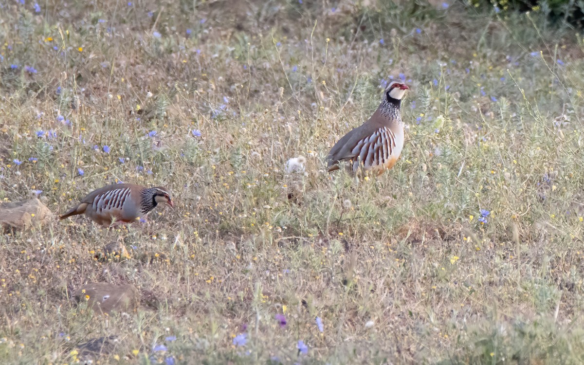 Red-legged Partridge - Andrés  Rojas Sánchez