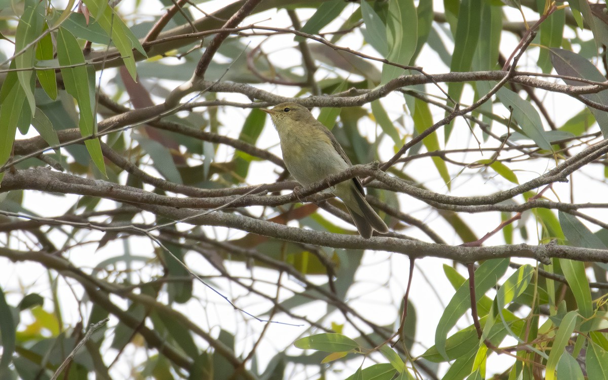 Iberian Chiffchaff - Andrés  Rojas Sánchez