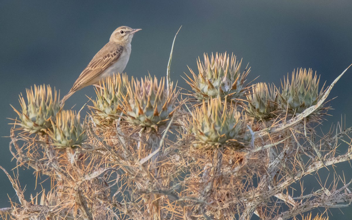 Tawny Pipit - Andrés  Rojas Sánchez