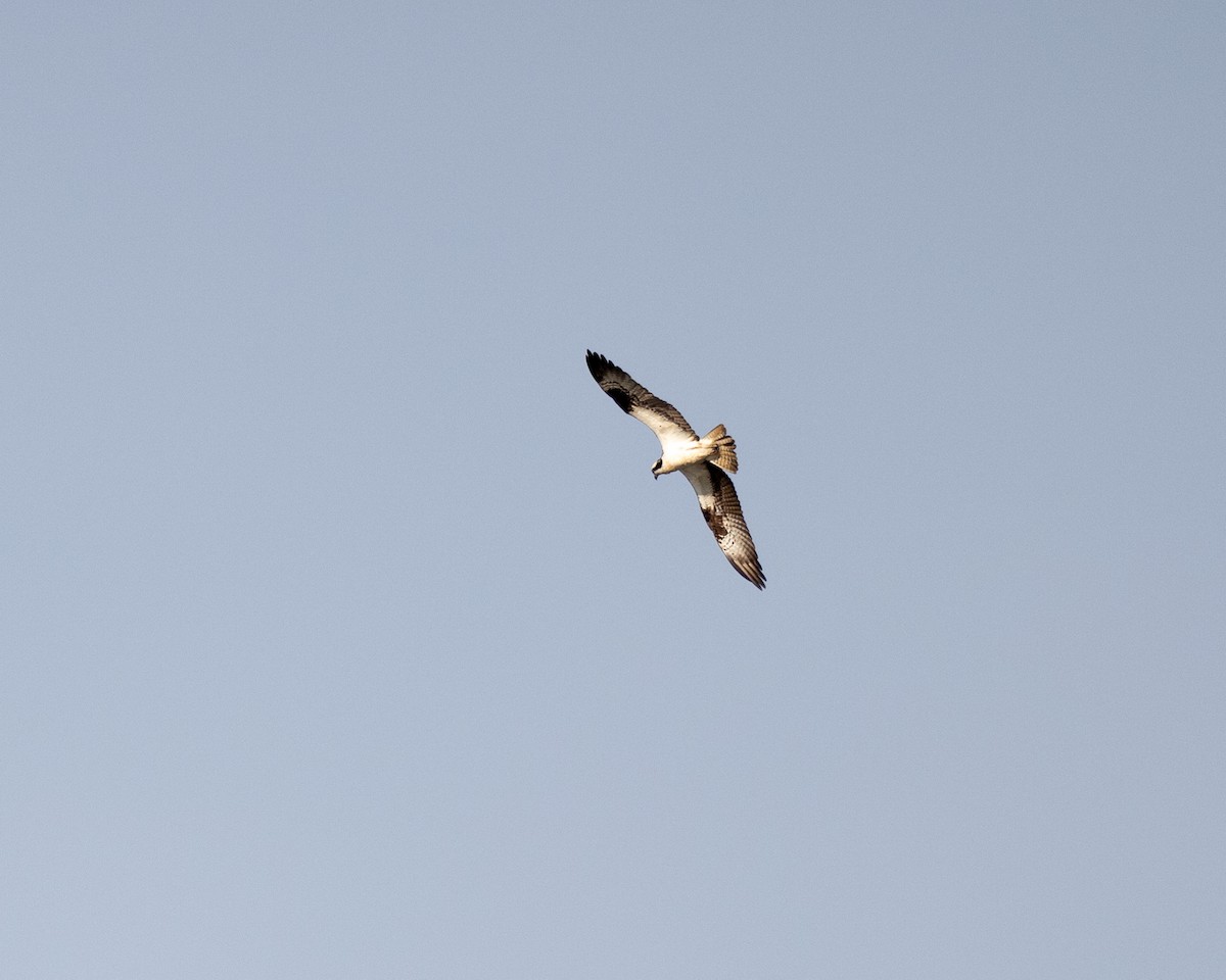 Águila Pescadora - ML619522141