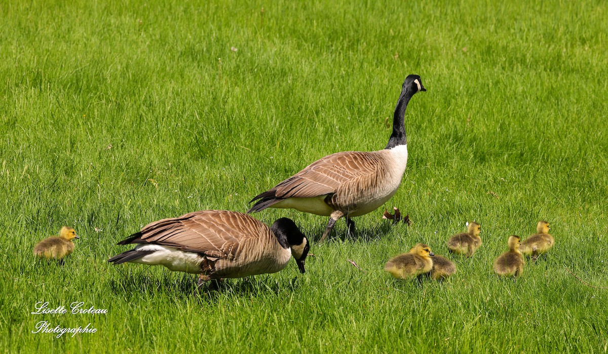 Canada Goose - Lisette Croteau