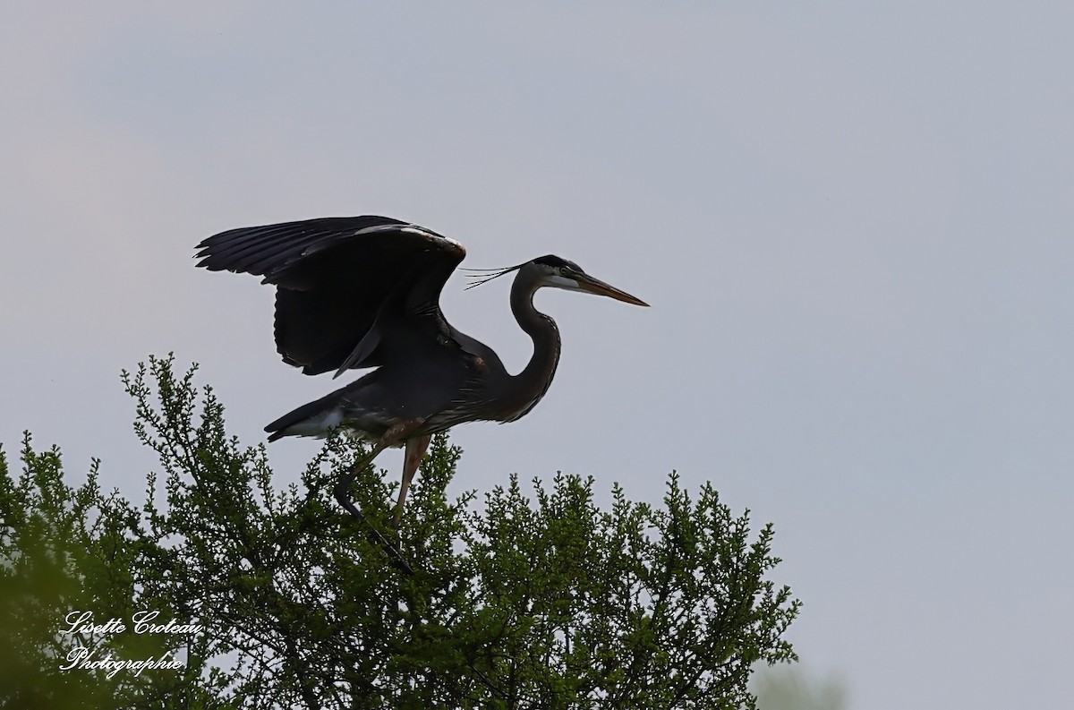 Great Blue Heron - Lisette Croteau