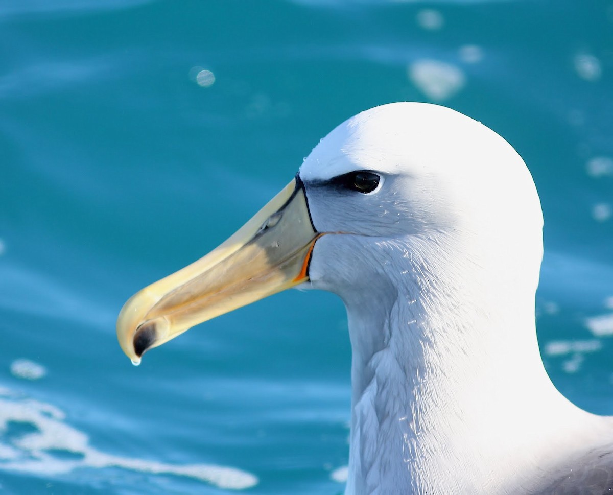 albatros snarský - ML619522170