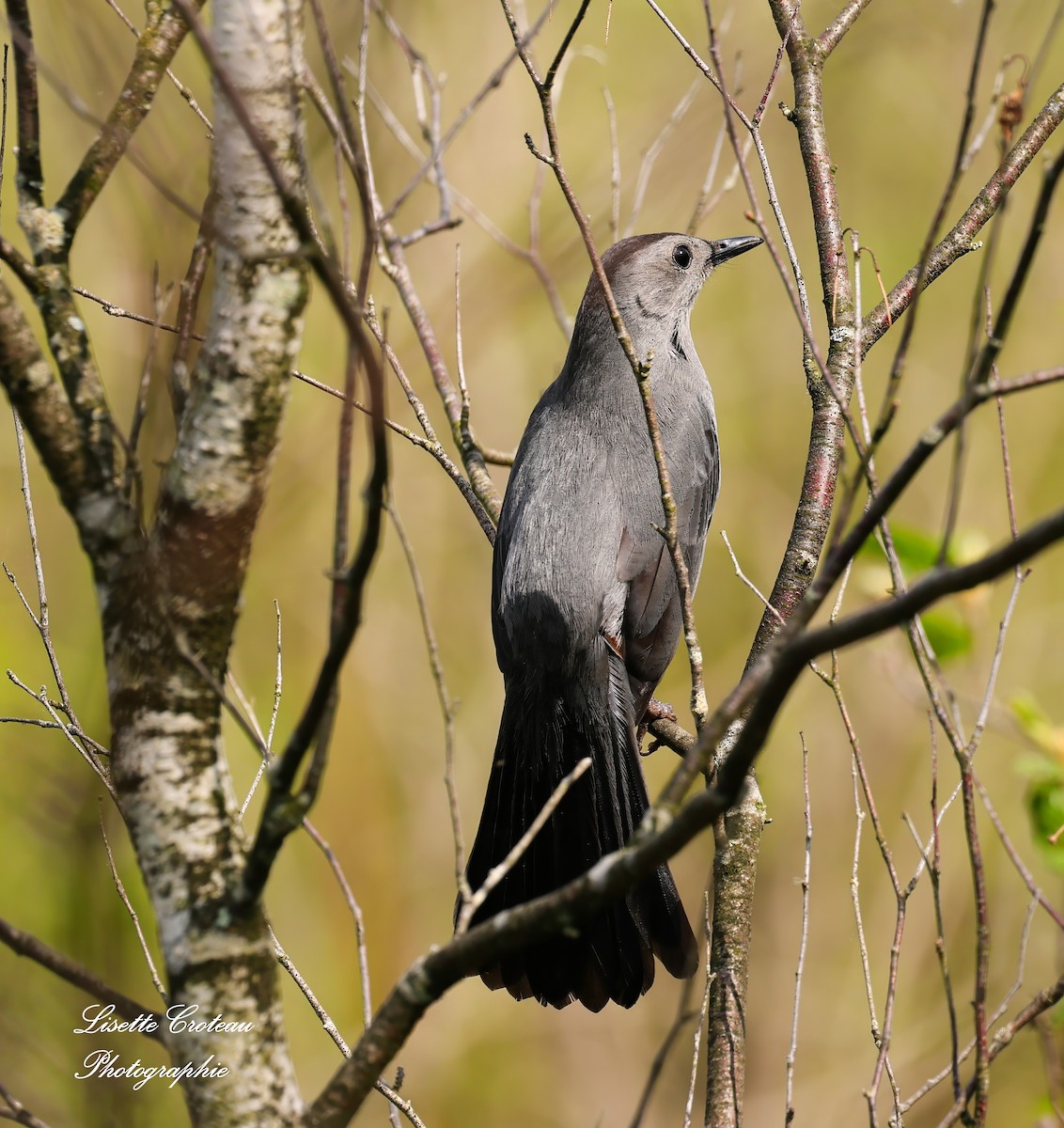 Gray Catbird - Lisette Croteau