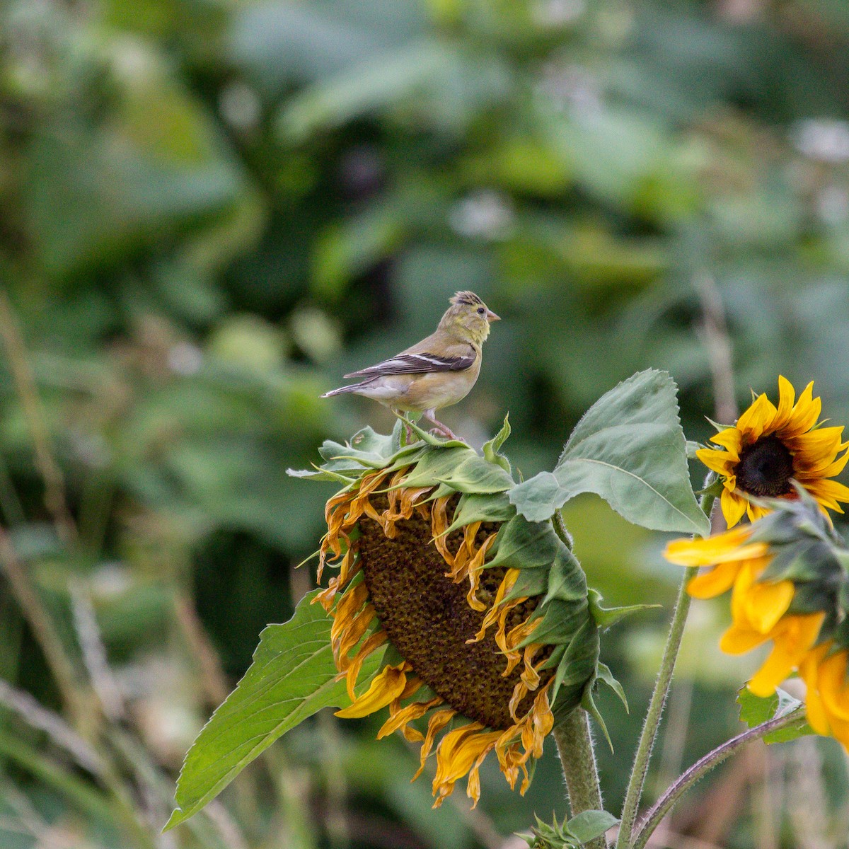 Lesser Goldfinch - Rail Whisperer