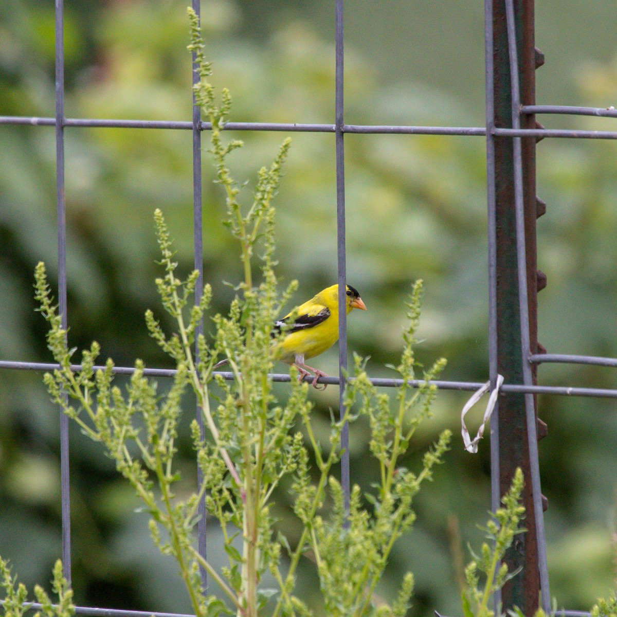 American Goldfinch - Rail Whisperer