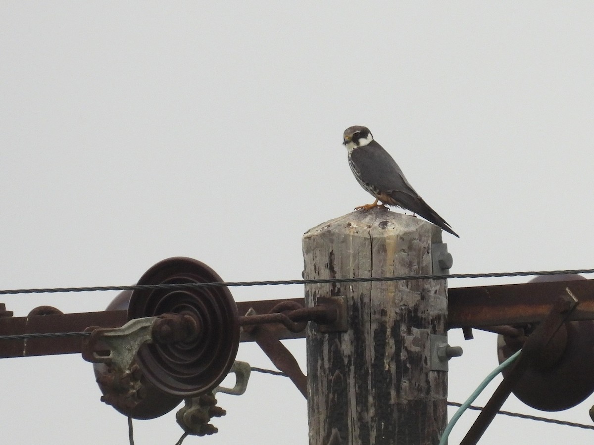 Eurasian Hobby - ML619522181