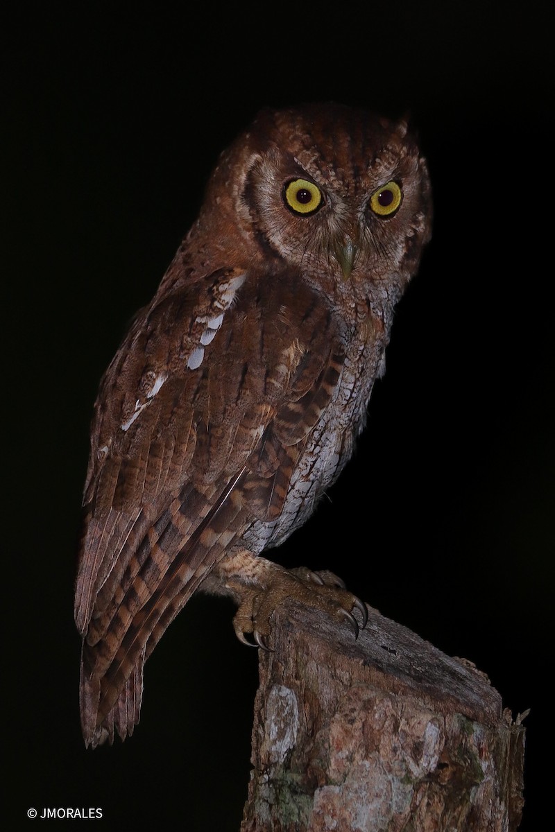 Tropical Screech-Owl - ML619522182