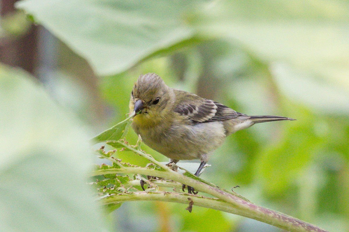 Lesser Goldfinch - Rail Whisperer