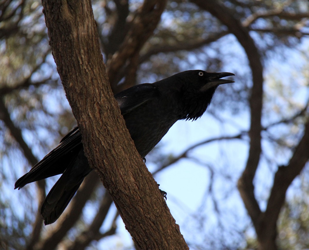 Australian Raven - Mel Mitchell