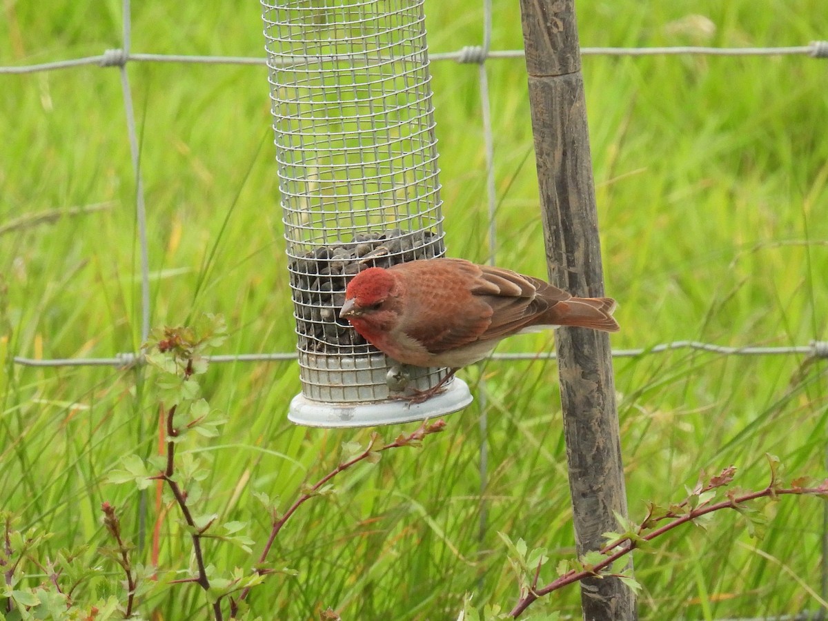 Common Rosefinch - ML619522200