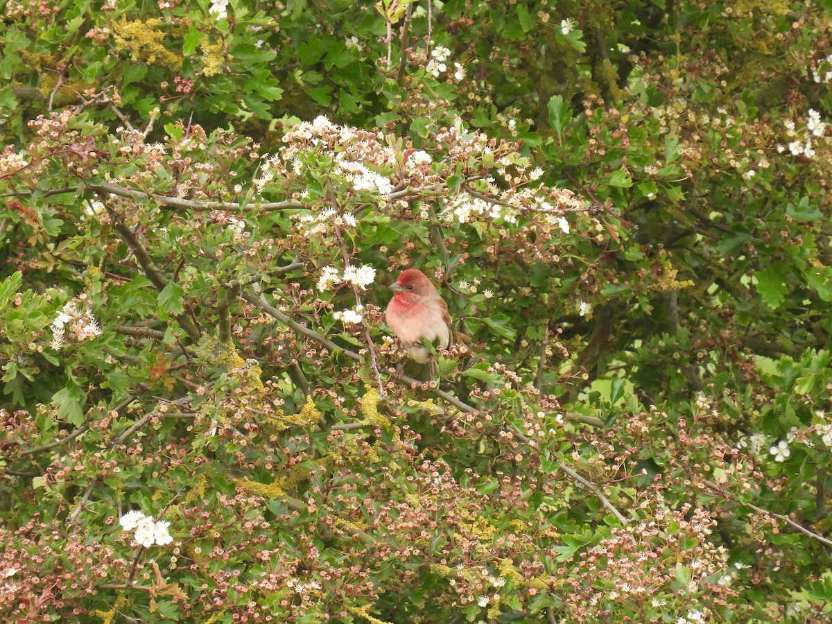 Common Rosefinch - Matthew Hall