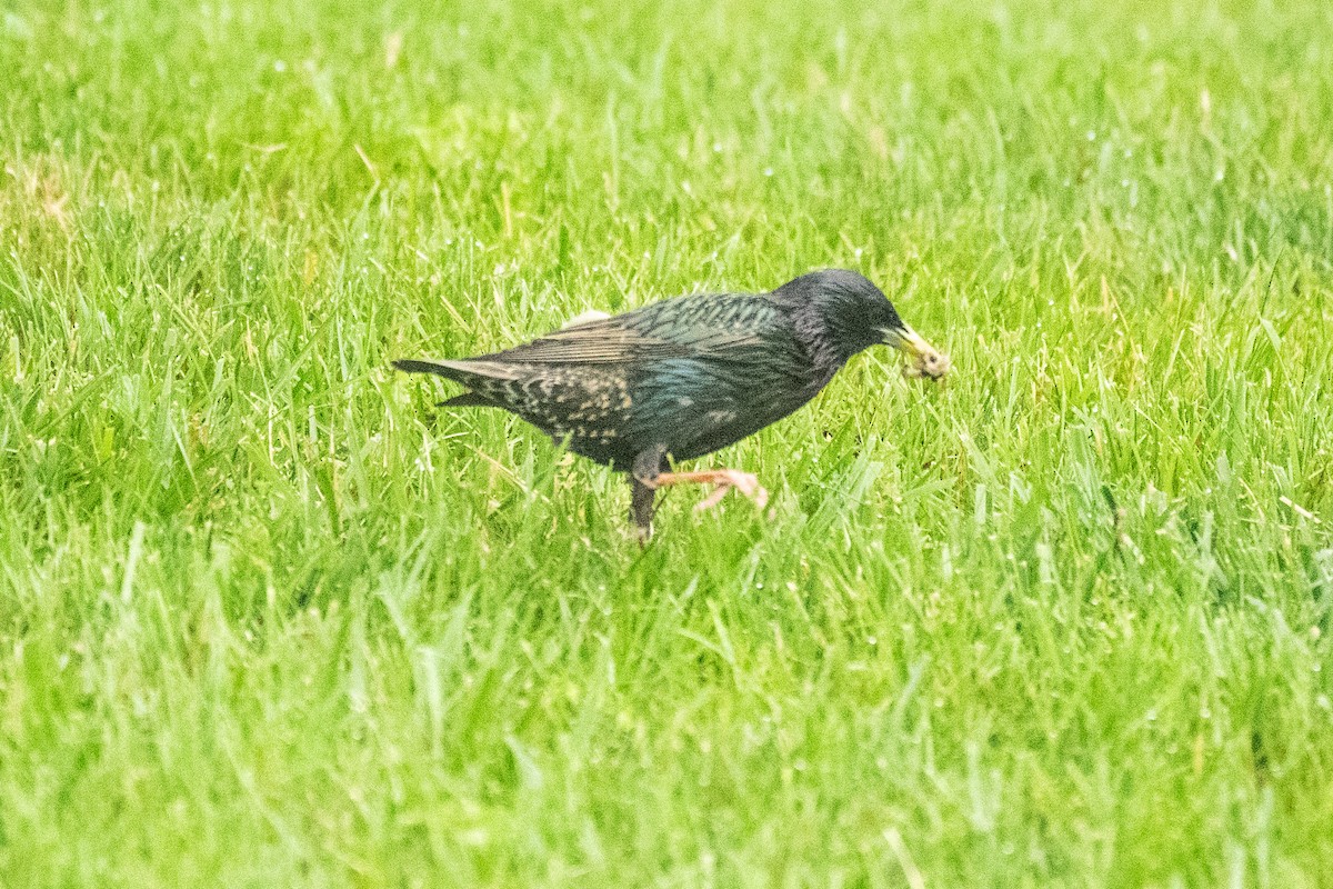 European Starling - John Mann