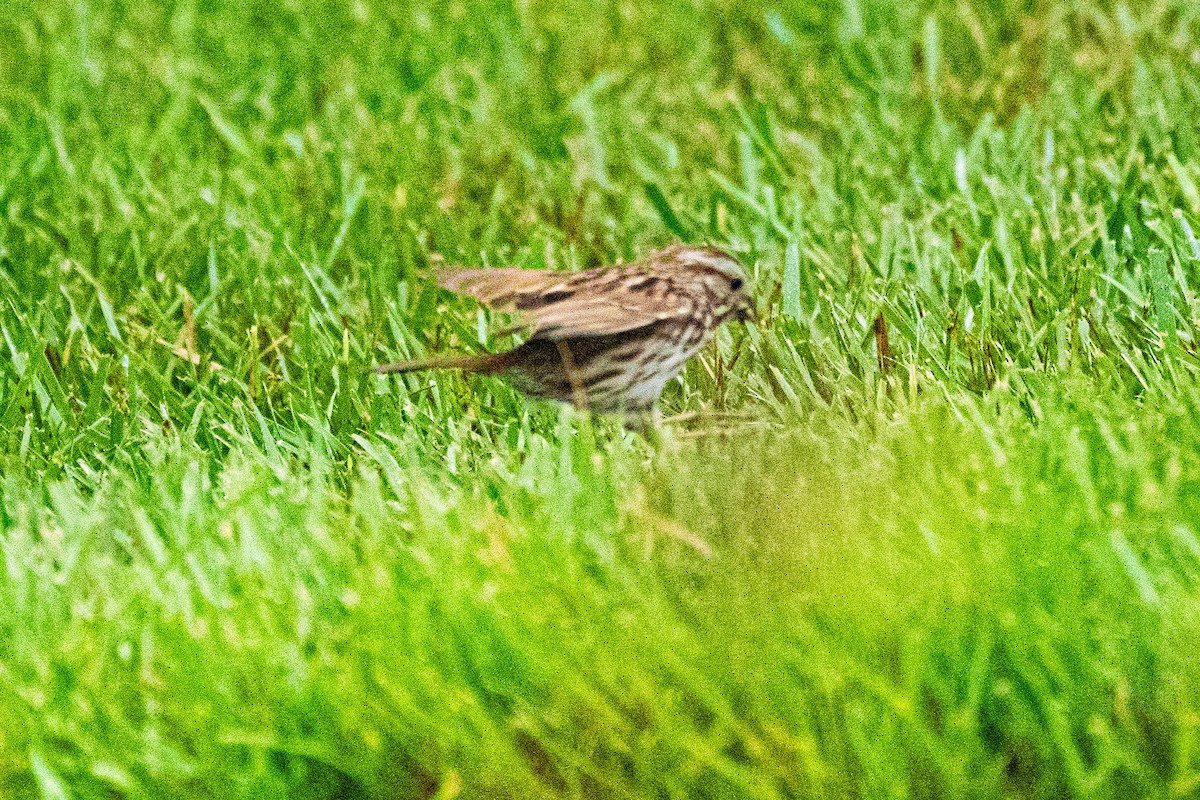 Chipping Sparrow - John Mann