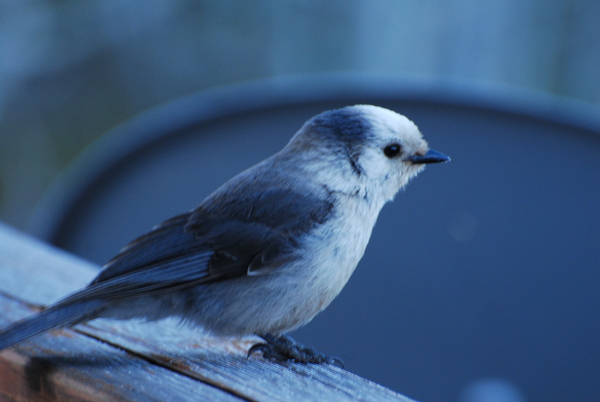 Canada Jay - Mary Mac Gregor