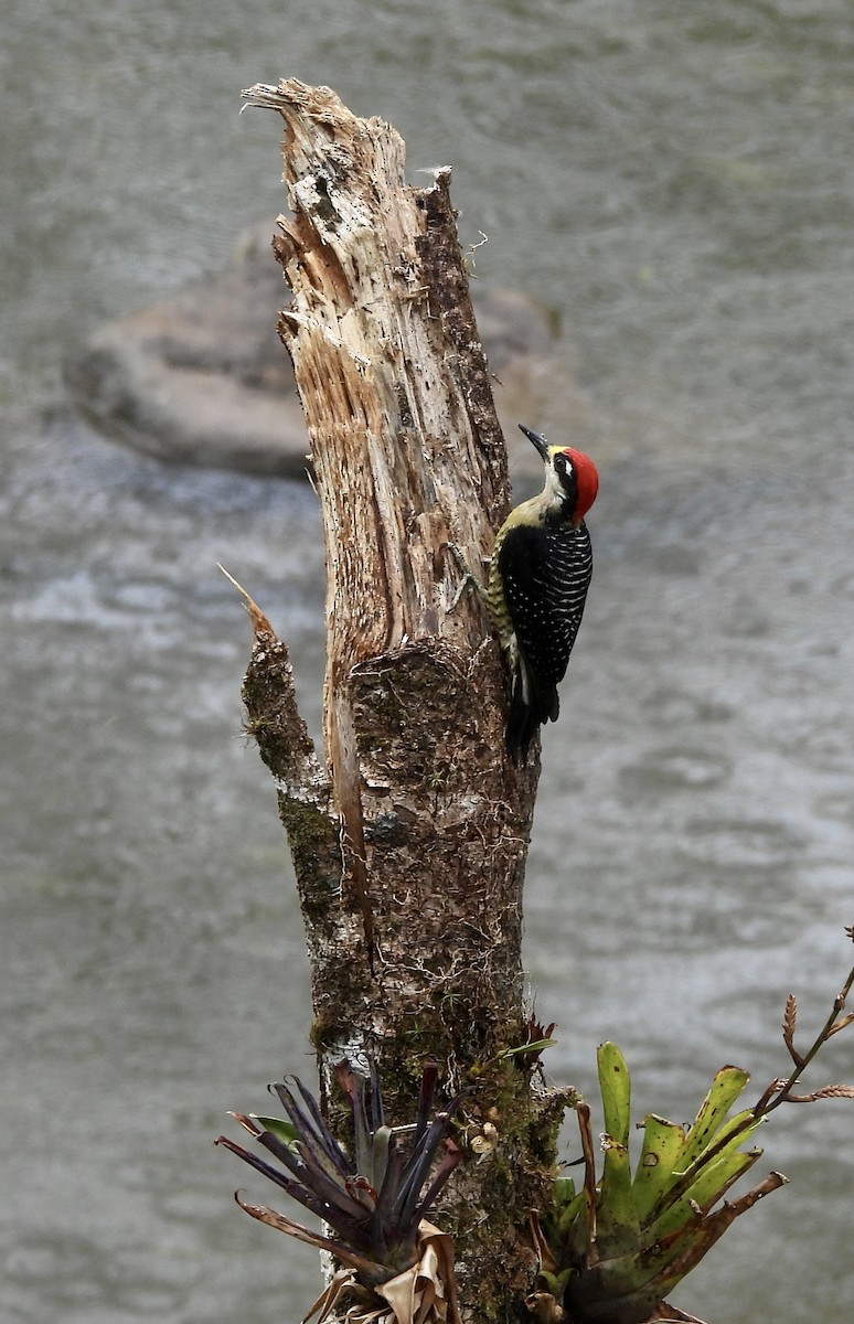 Black-cheeked Woodpecker - Susan Thome-Barrett