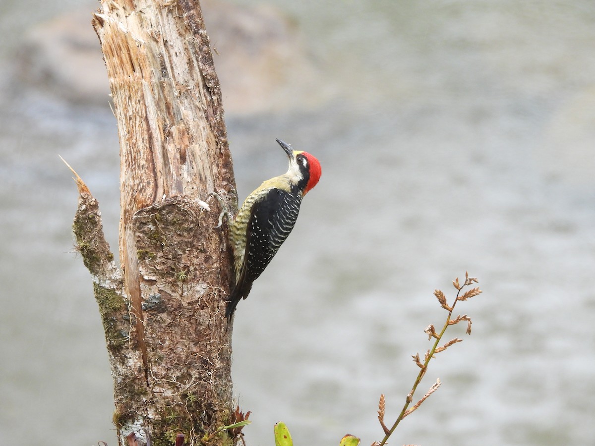 Black-cheeked Woodpecker - Susan Thome-Barrett