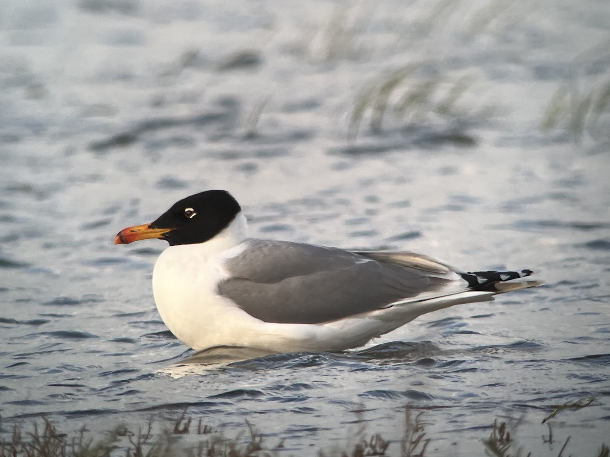 Pallas's Gull - ML619522226